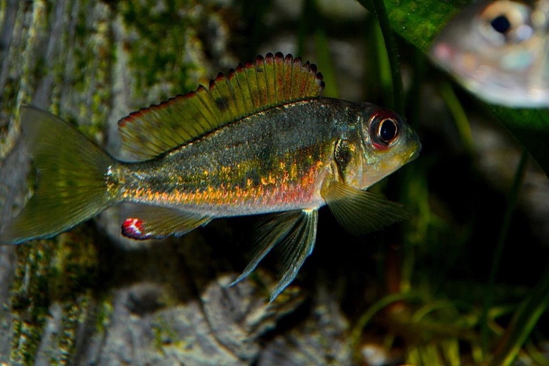 Callochromis melanostigma 'Burundi'